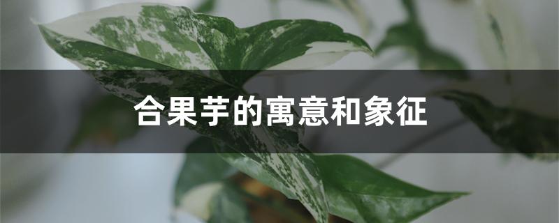 合果芋的寓意和象征 合果芋的寓意和象征