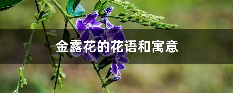 金露花的花语和寓意 金露花的花语和寓意
