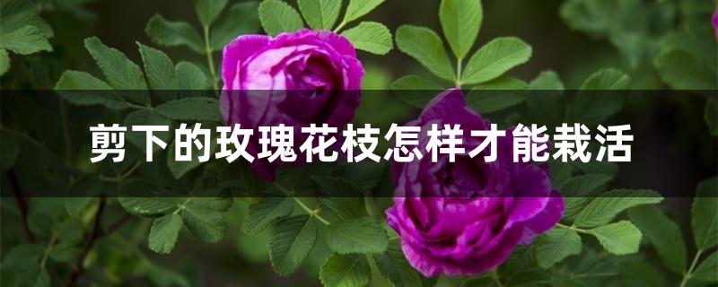 剪下的玫瑰花枝怎样才能栽活 剪下的玫瑰花枝怎样才能栽活