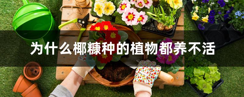 为什么椰糠种的植物都养不活 为什么椰糠种的植物都养不活
