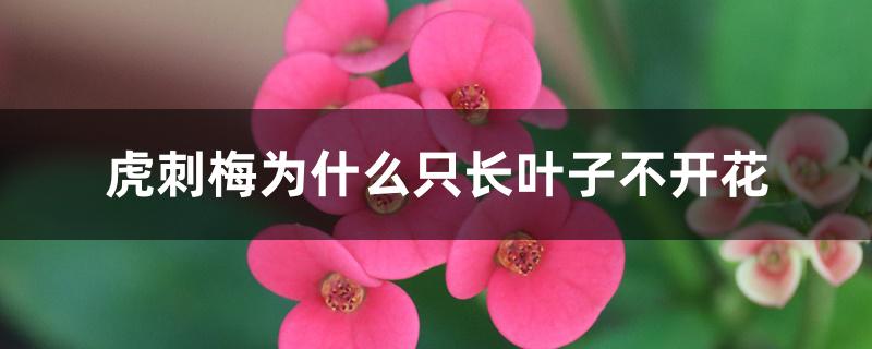 虎刺梅为什么只长叶子不开花 虎刺梅为什么只长叶子不开花