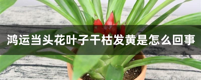 鸿运当头花叶子干枯发黄是怎么回事 鸿运当头花叶子干枯发黄是怎么回事