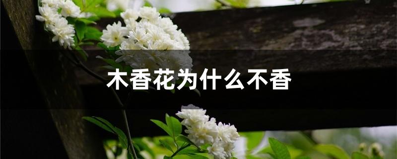 木香花为什么不香 木香花为什么不香