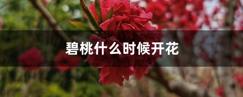 碧桃什么时候开花 碧桃什么时候开花