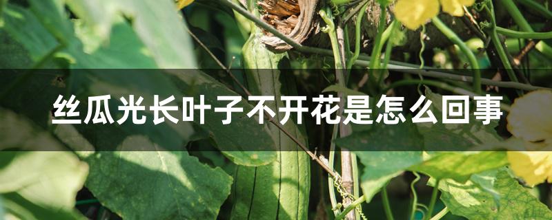 丝瓜光长叶子不开花是怎么回事 丝瓜光长叶子不开花是怎么回事