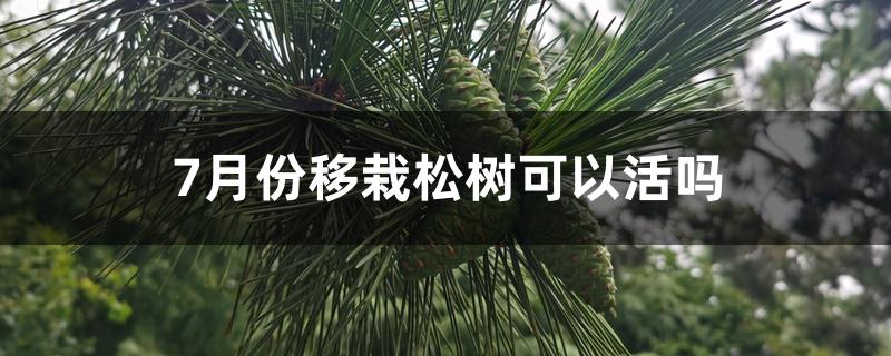 7月份移栽松树可以活吗 7月份移栽松树可以活吗