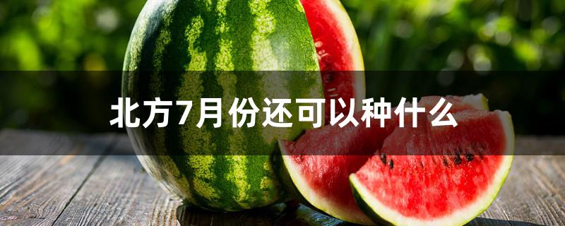 北方7月份还可以种什么 北方7月份还可以种什么