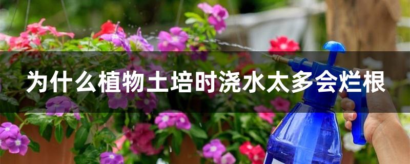 为什么植物土培时浇水太多会烂根 为什么植物土培时浇水太多会烂根