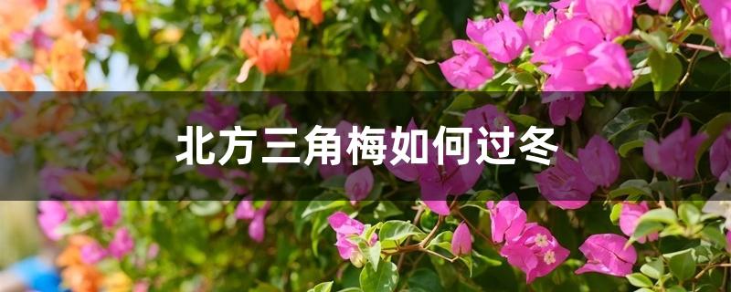 北方三角梅如何过冬 北方三角梅如何过冬