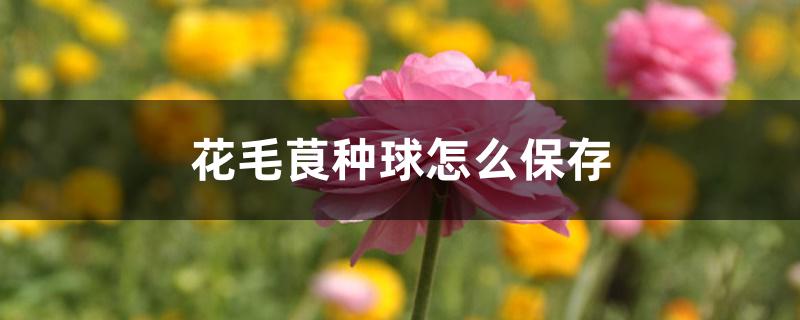 花毛茛种球怎么保存 花毛茛种球怎么保存