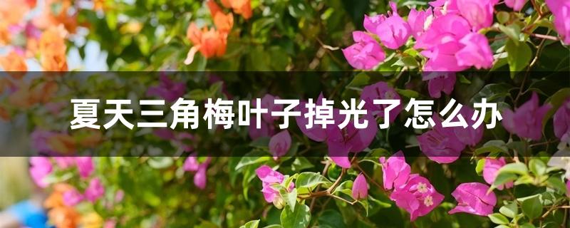 夏天三角梅叶子掉光了怎么办 夏天三角梅叶子掉光了怎么办