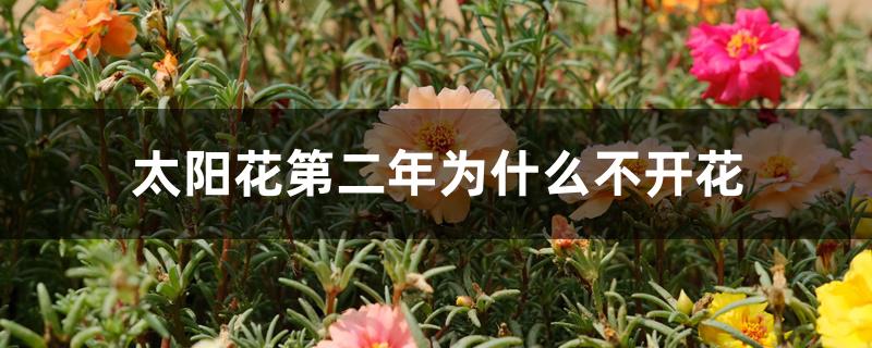 太阳花第二年为什么不开花