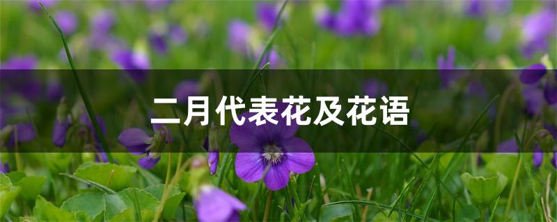 二月代表花及花语 二月代表花及花语