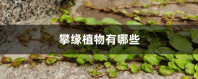攀缘植物有哪些 攀缘植物有哪些