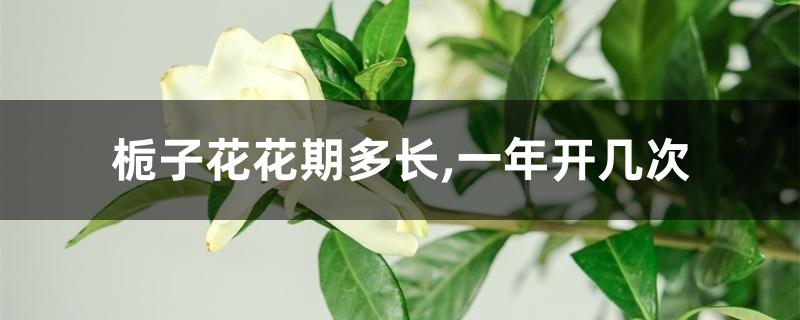 栀子花花期多长,一年开几次 栀子花花期多长,一年开几次