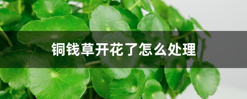 铜钱草开花了怎么处理 铜钱草开花了怎么处理