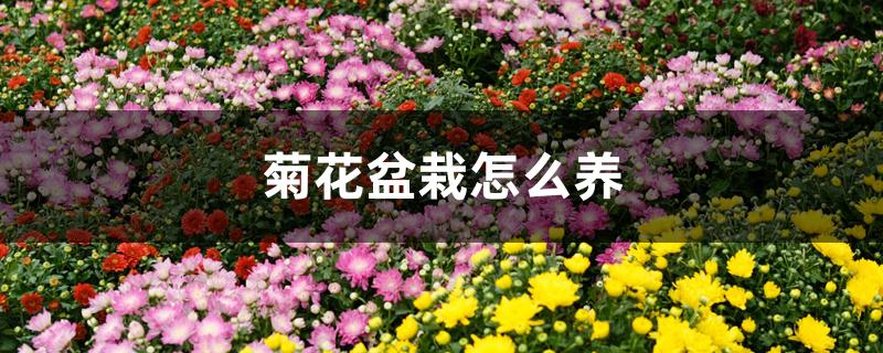 菊花盆栽怎么养 菊花盆栽怎么养
