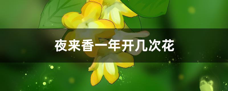 夜来香一年开几次花 夜来香一年开几次花
