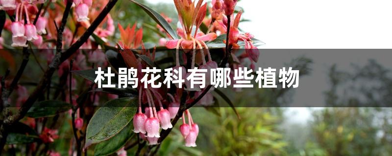 杜鹃花科有哪些植物 杜鹃花科有哪些植物