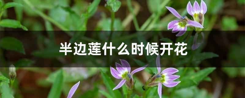 半边莲什么时候开花 半边莲什么时候开花