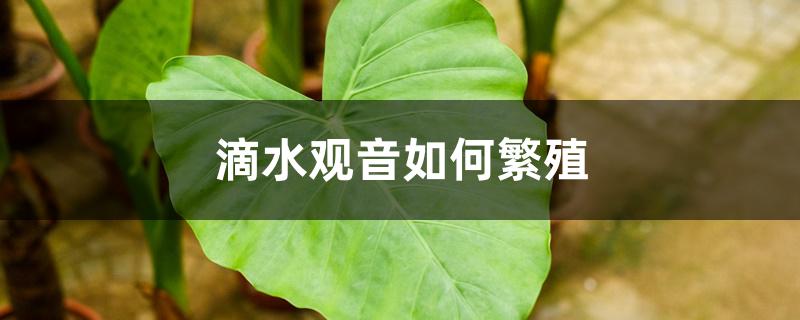 滴水观音如何繁殖 滴水观音如何繁殖