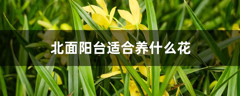 北面阳台适合养什么花 北面阳台适合养什么花