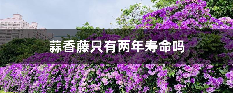 蒜香藤只有两年寿命吗 蒜香藤只有两年寿命吗