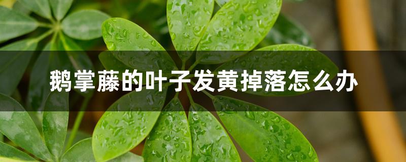 鹅掌藤的叶子发黄掉落怎么办 鹅掌藤的叶子发黄掉落怎么办