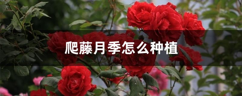 爬藤月季怎么种植 爬藤月季怎么种植