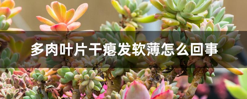 多肉叶片干瘪发软薄怎么回事 多肉叶片干瘪发软薄怎么回事