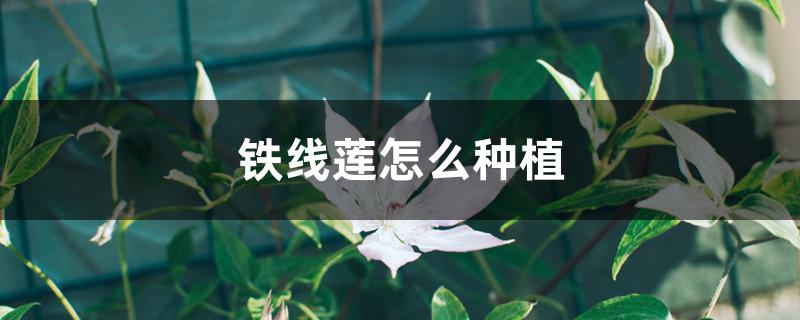 铁线莲怎么种植 铁线莲怎么种植