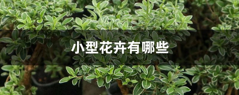 小型花卉有哪些 小型花卉有哪些