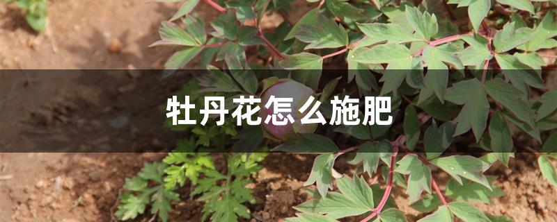 牡丹花怎么施肥 牡丹花怎么施肥