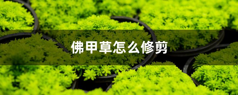 佛甲草怎么修剪 佛甲草怎么修剪