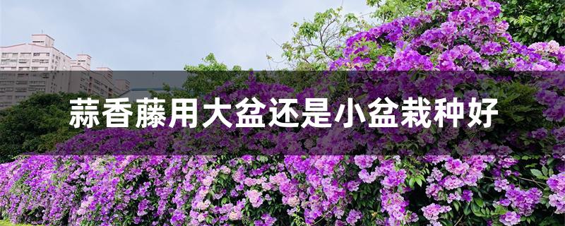 蒜香藤用大盆还是小盆栽种好 蒜香藤用大盆还是小盆栽种好