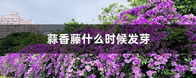 蒜香藤什么时候发芽 蒜香藤什么时候发芽