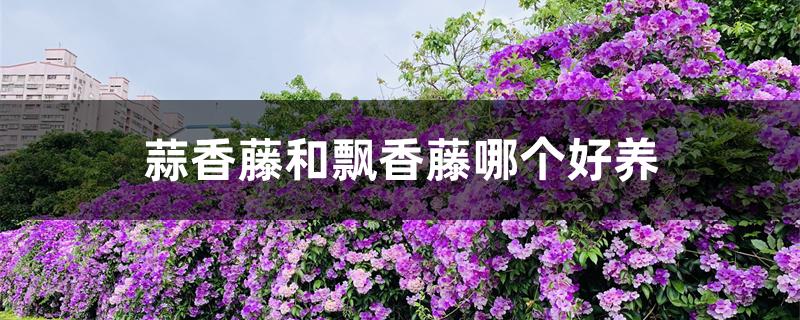 蒜香藤和飘香藤哪个好养 蒜香藤和飘香藤哪个好养