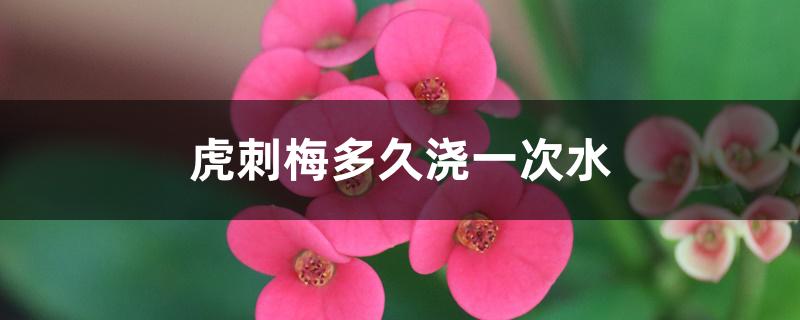 虎刺梅多久浇一次水 虎刺梅多久浇一次水