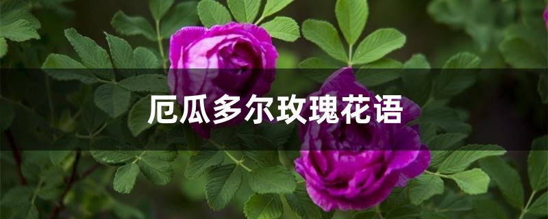 厄瓜多尔玫瑰花语 厄瓜多尔玫瑰花语