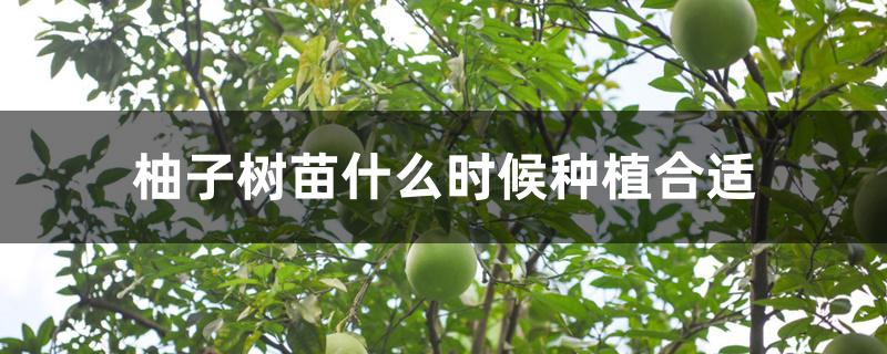 柚子树苗什么时候种植合适 柚子树苗什么时候种植合适