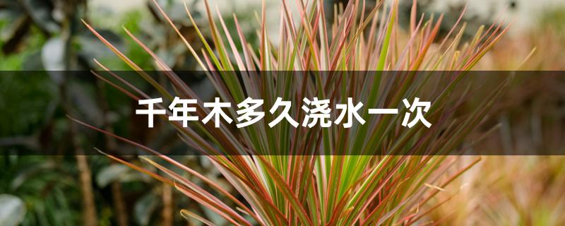 千年木多久浇水一次 千年木多久浇水一次