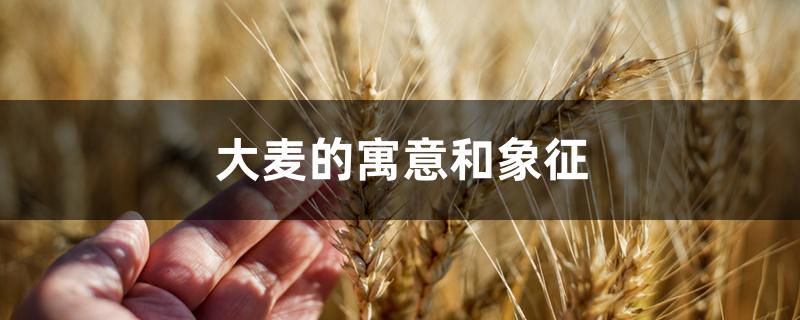 大麦的寓意和象征 大麦的寓意和象征