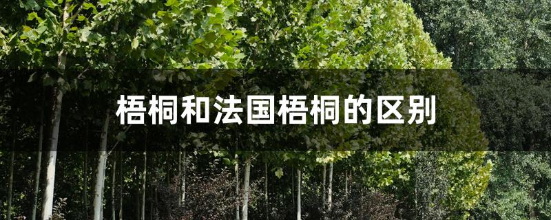 梧桐和法国梧桐的区别 梧桐和法国梧桐的区别