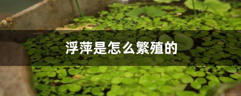 浮萍是怎么繁殖的 浮萍是怎么繁殖的