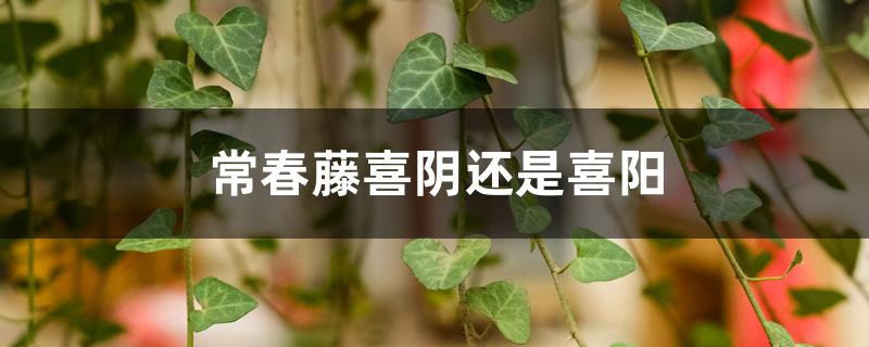 常春藤喜阴还是喜阳 常春藤喜阴还是喜阳