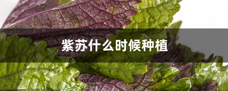 紫苏什么时候种植 紫苏什么时候种植