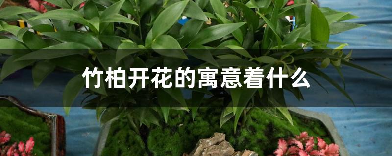 竹柏开花的寓意着什么 竹柏开花的寓意着什么