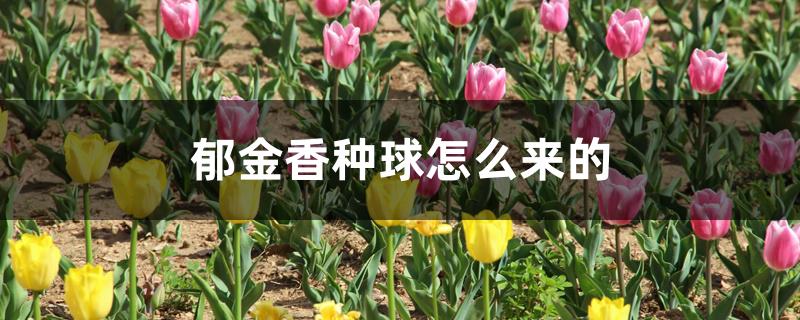 郁金香种球怎么来的 郁金香种球怎么来的