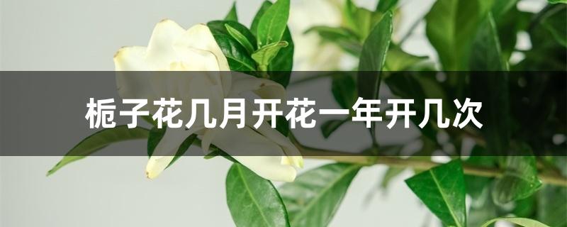 栀子花几月开花一年开几次