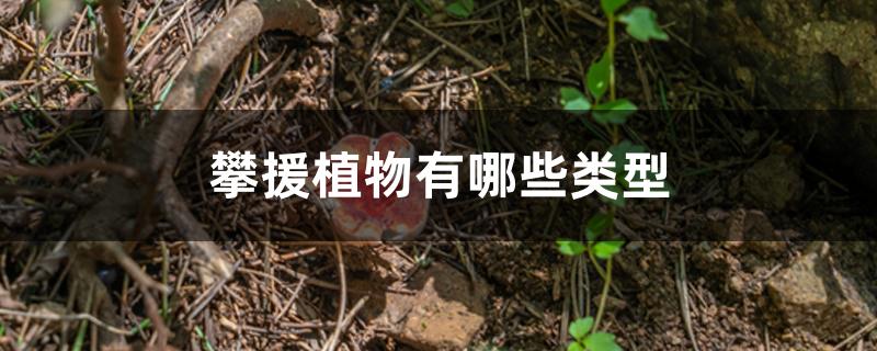 攀援植物有哪些类型